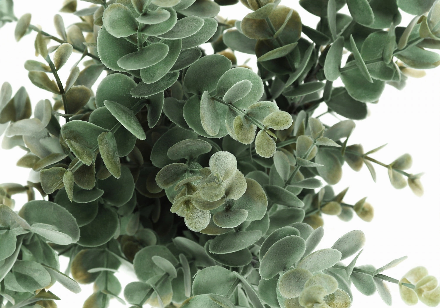 13" Eucalyptus Grass Plant With 4" White Pot - Green - Set of Two