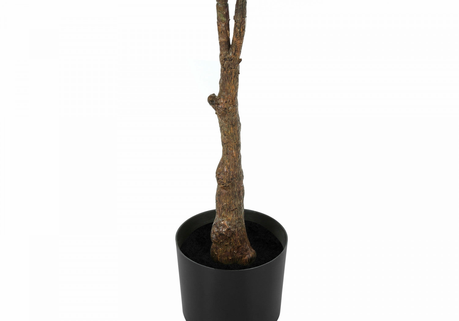 52" Rubber Tree With 5" Black Pot - Green